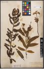Foto von Salix canariensis C. Sm. ex Link